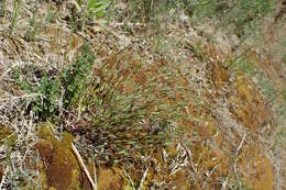 Image of purging flax, fairy flax