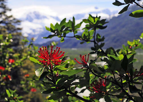 Imagem de Embothrium coccineum J. R. Forster & G. Forster