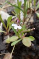 Image de Lobelia anceps L. fil.