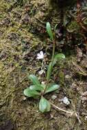 Image de Lobelia anceps L. fil.