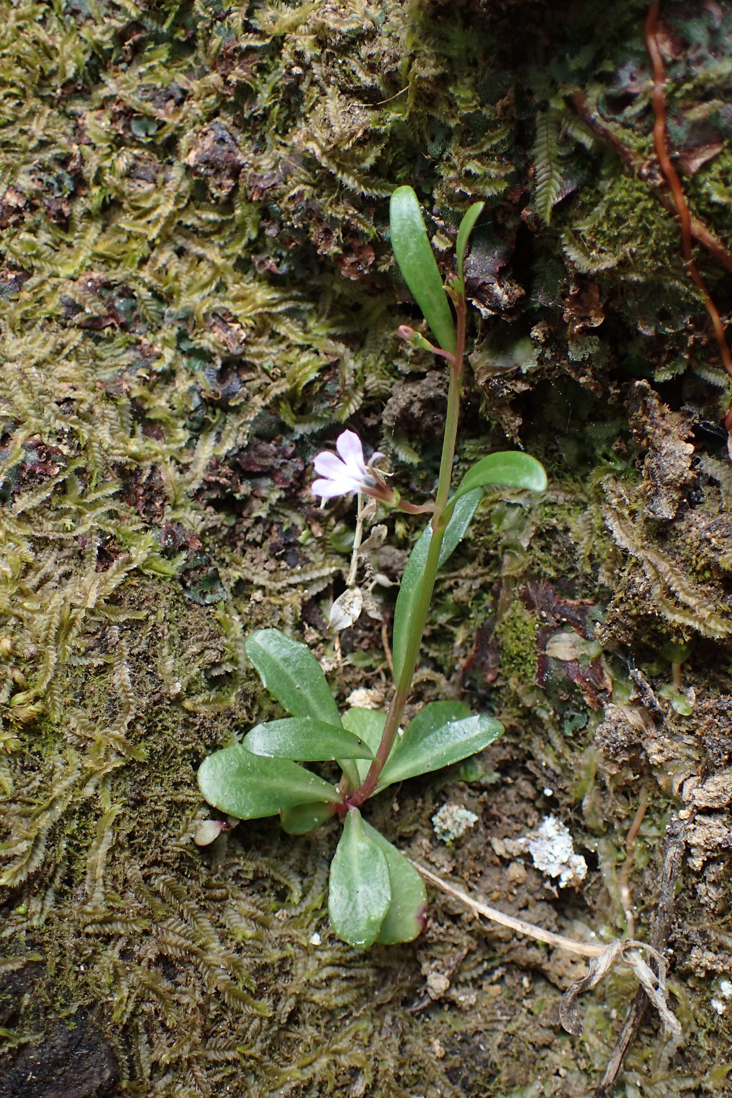 Image de Lobelia anceps L. fil.