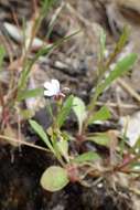 Image de Lobelia anceps L. fil.