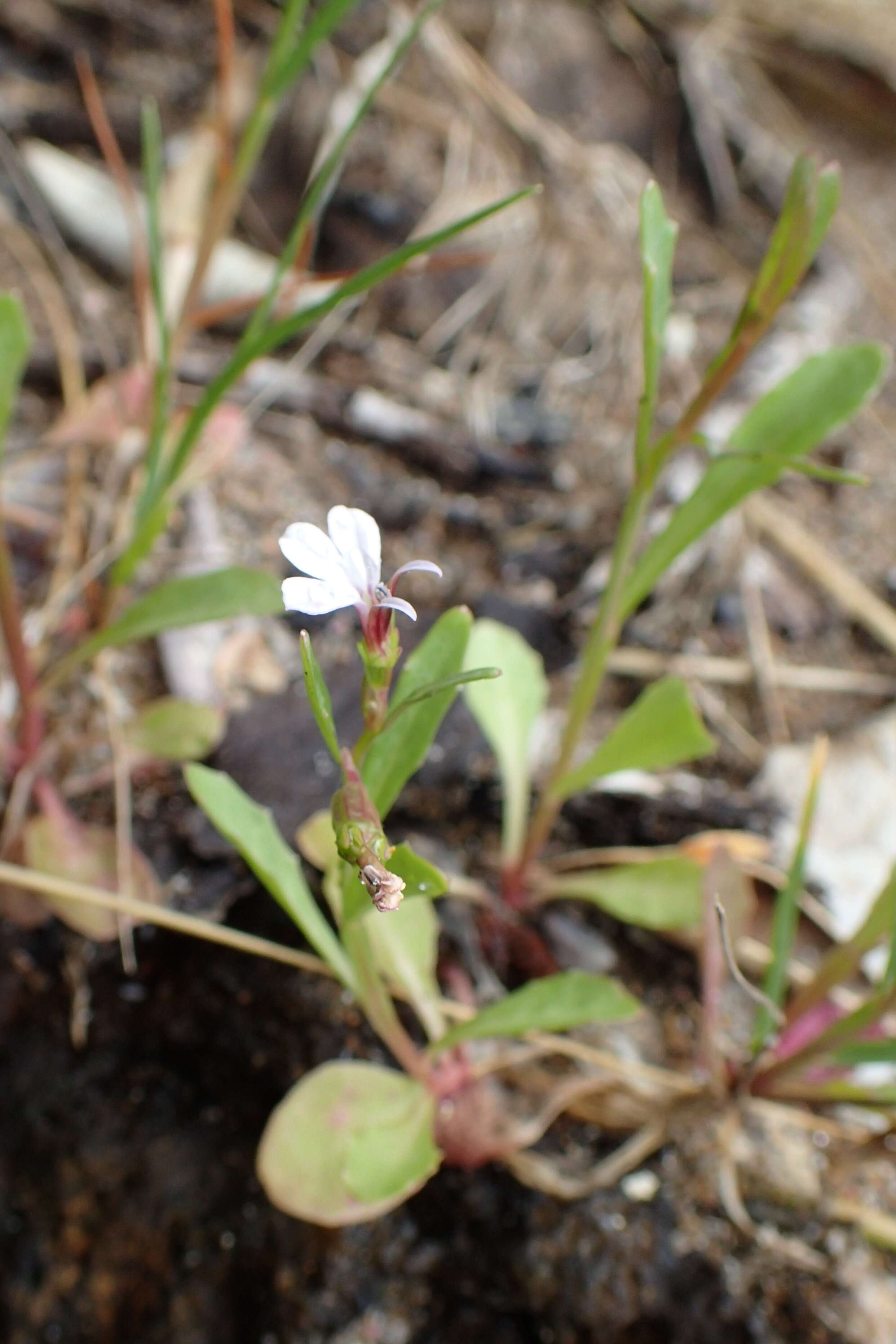 Image de Lobelia anceps L. fil.