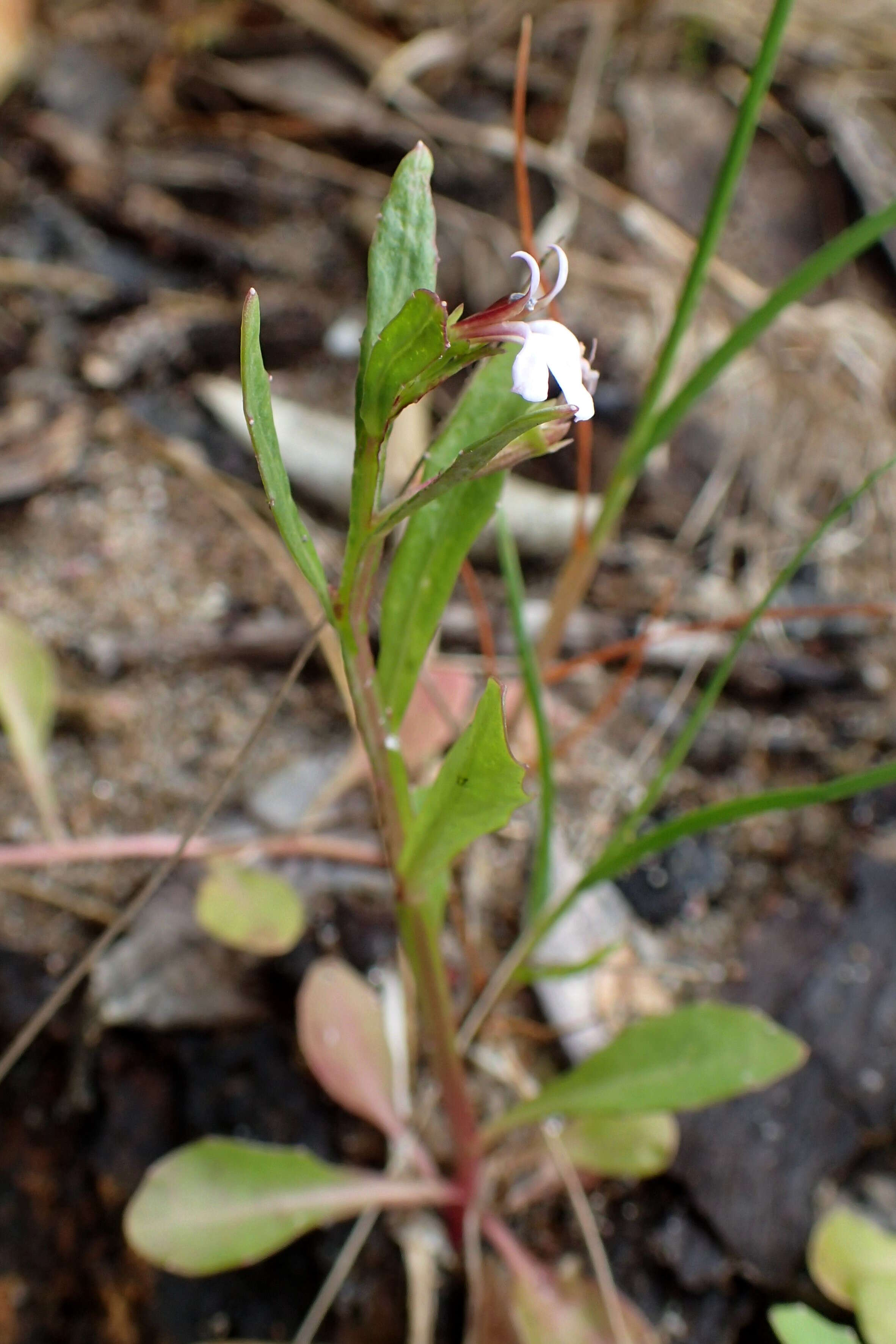 Image de Lobelia anceps L. fil.