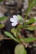 Image de Lobelia anceps L. fil.