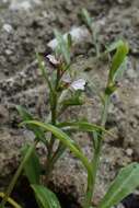 Image de Lobelia anceps L. fil.