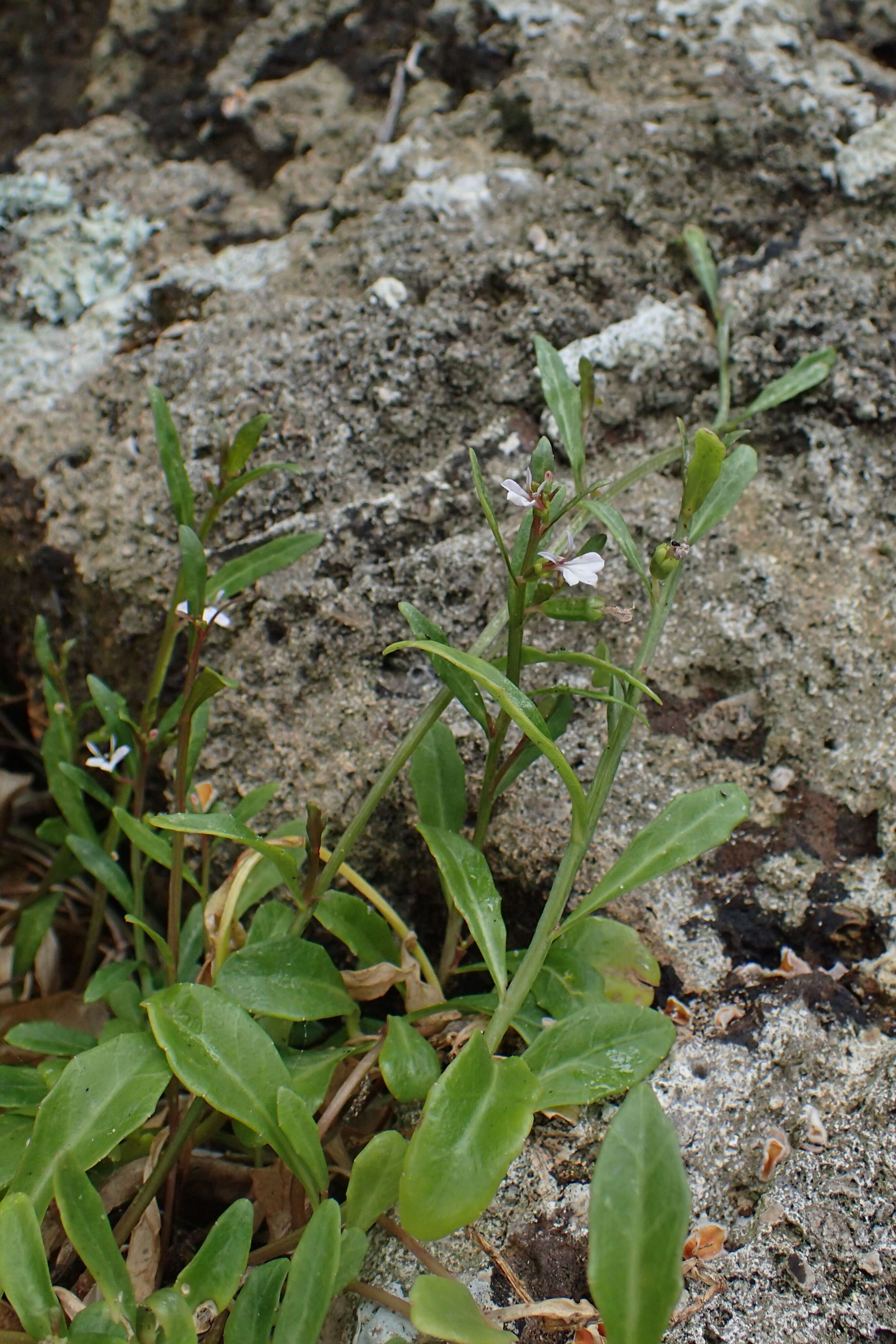 Image of Lobelia anceps L. fil.