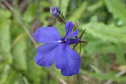 Image of edging lobelia