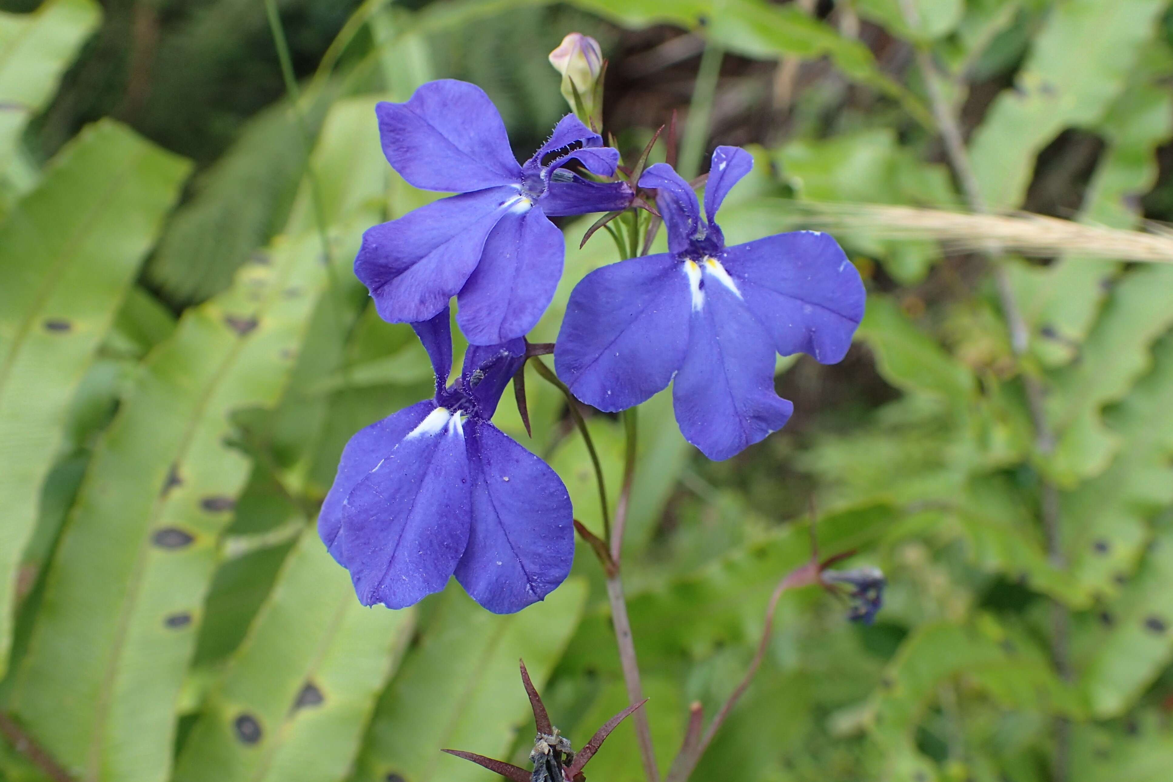 Image of edging lobelia