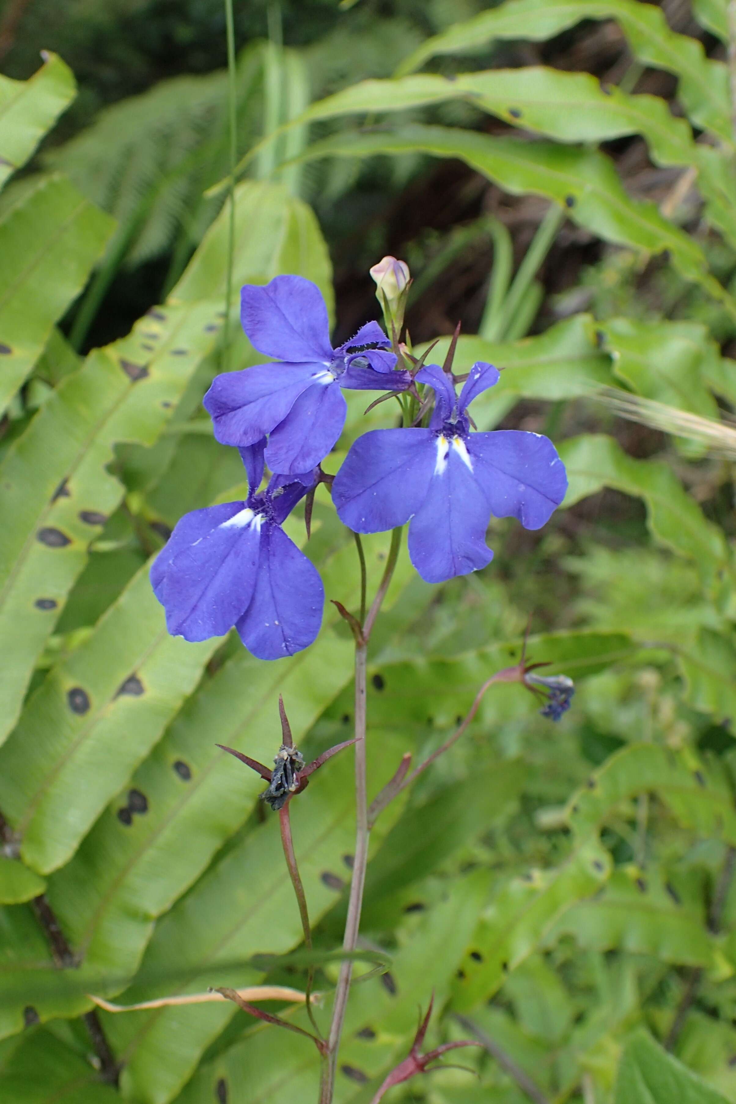 Image of edging lobelia