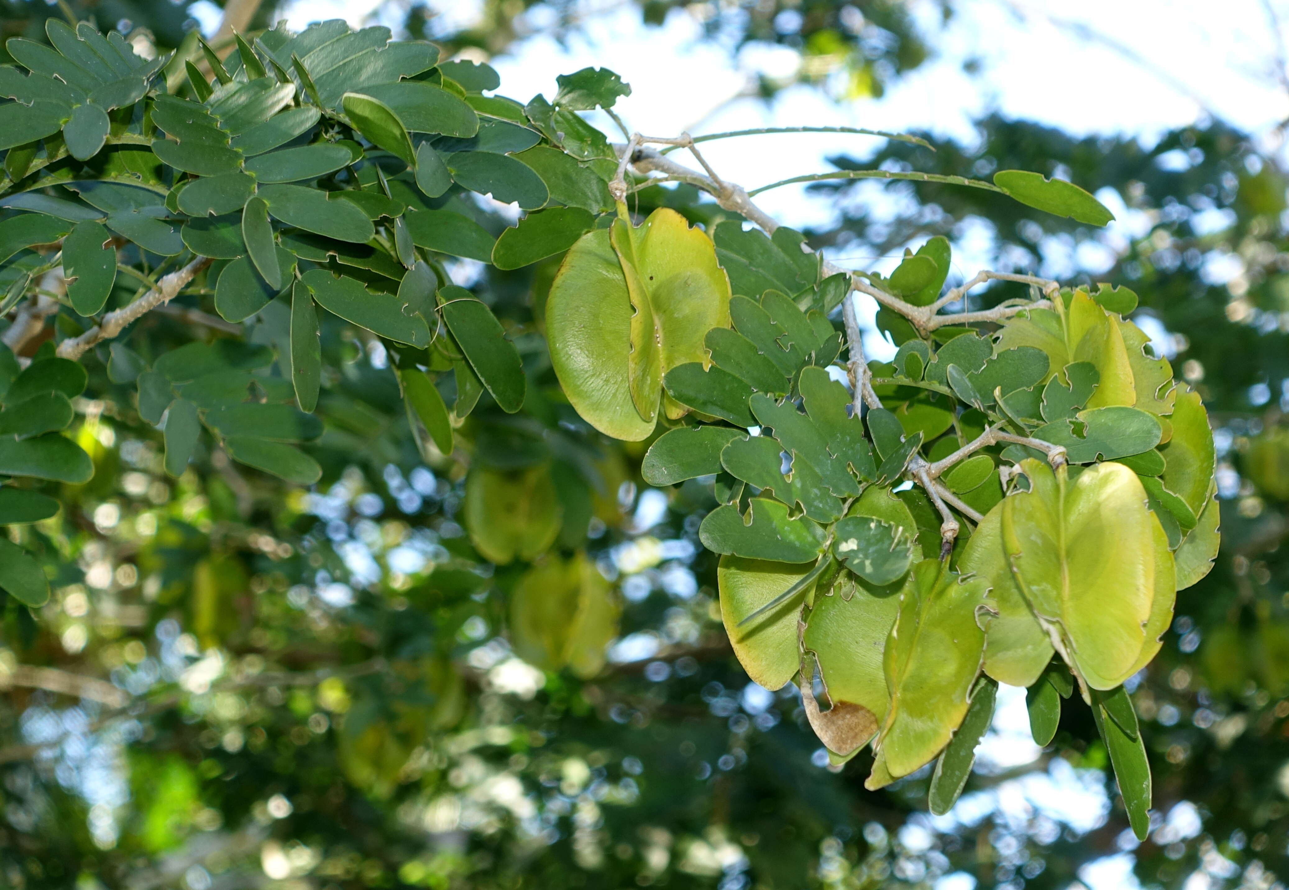 Image de Gonopterodendron arboreum (Jacq.) Godoy-Bürki