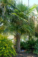 Image of Old man palm