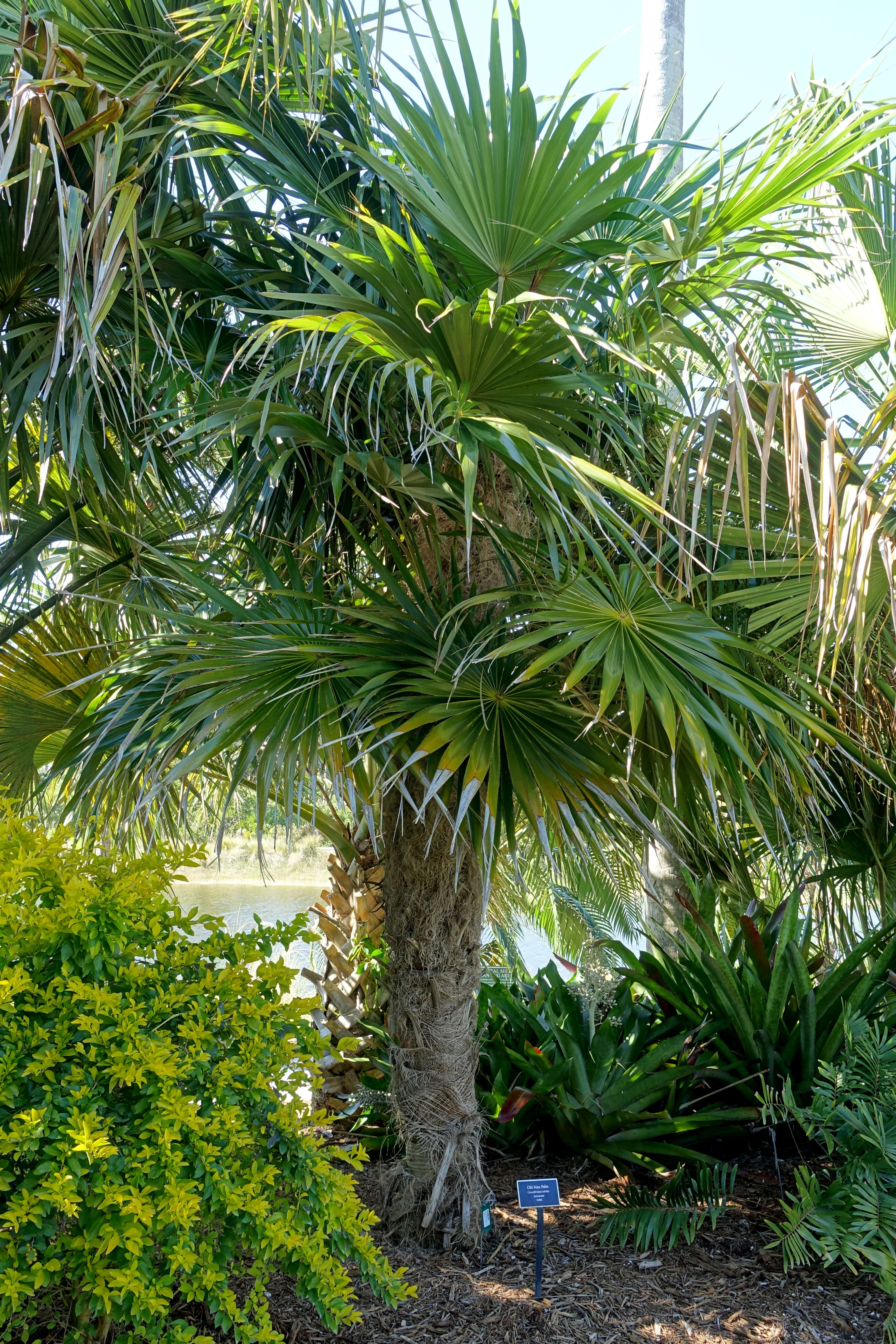 Image of Old man palm