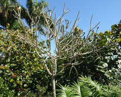 Image of Singapore graveyard flower