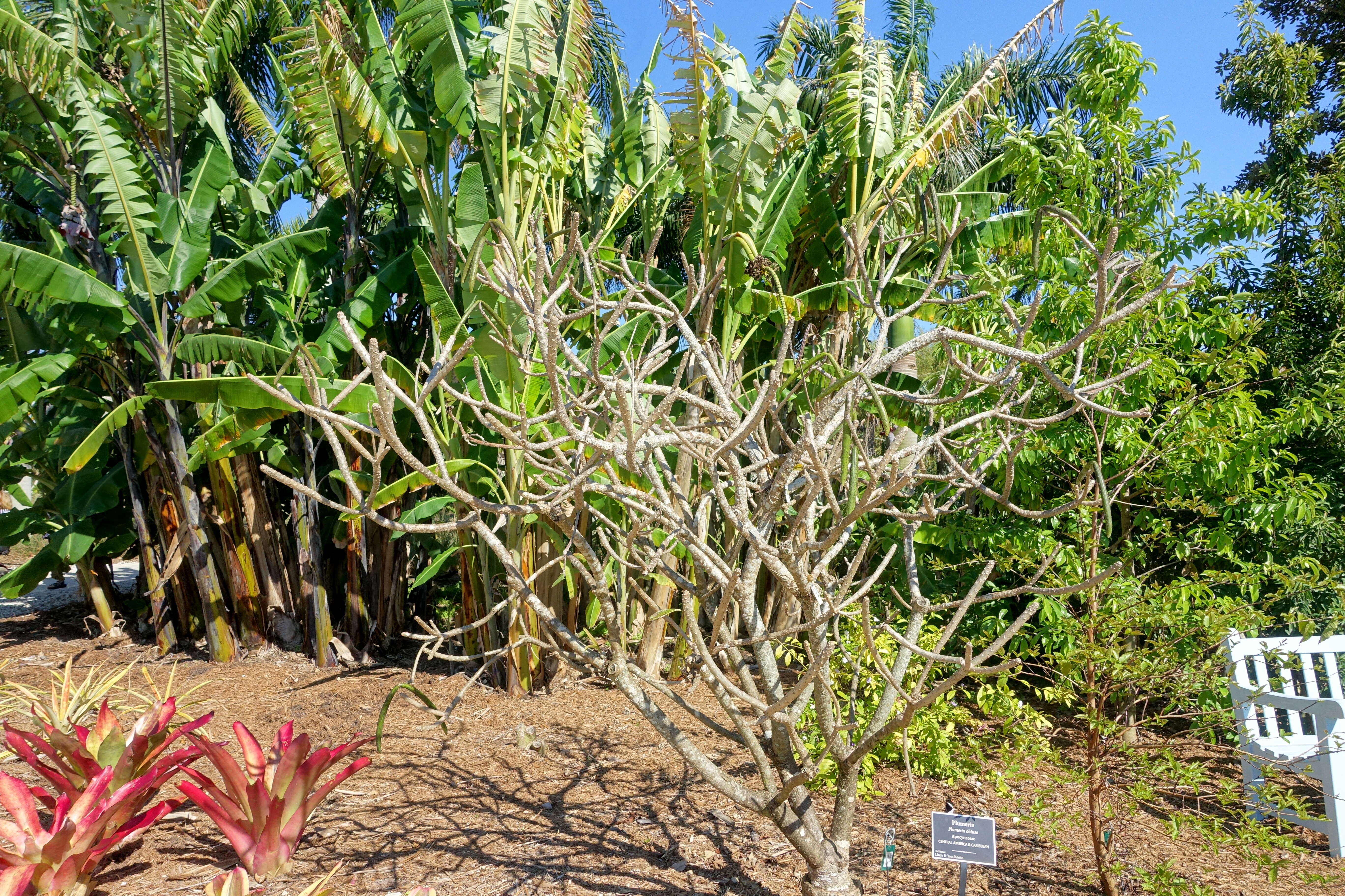 Image of Singapore graveyard flower