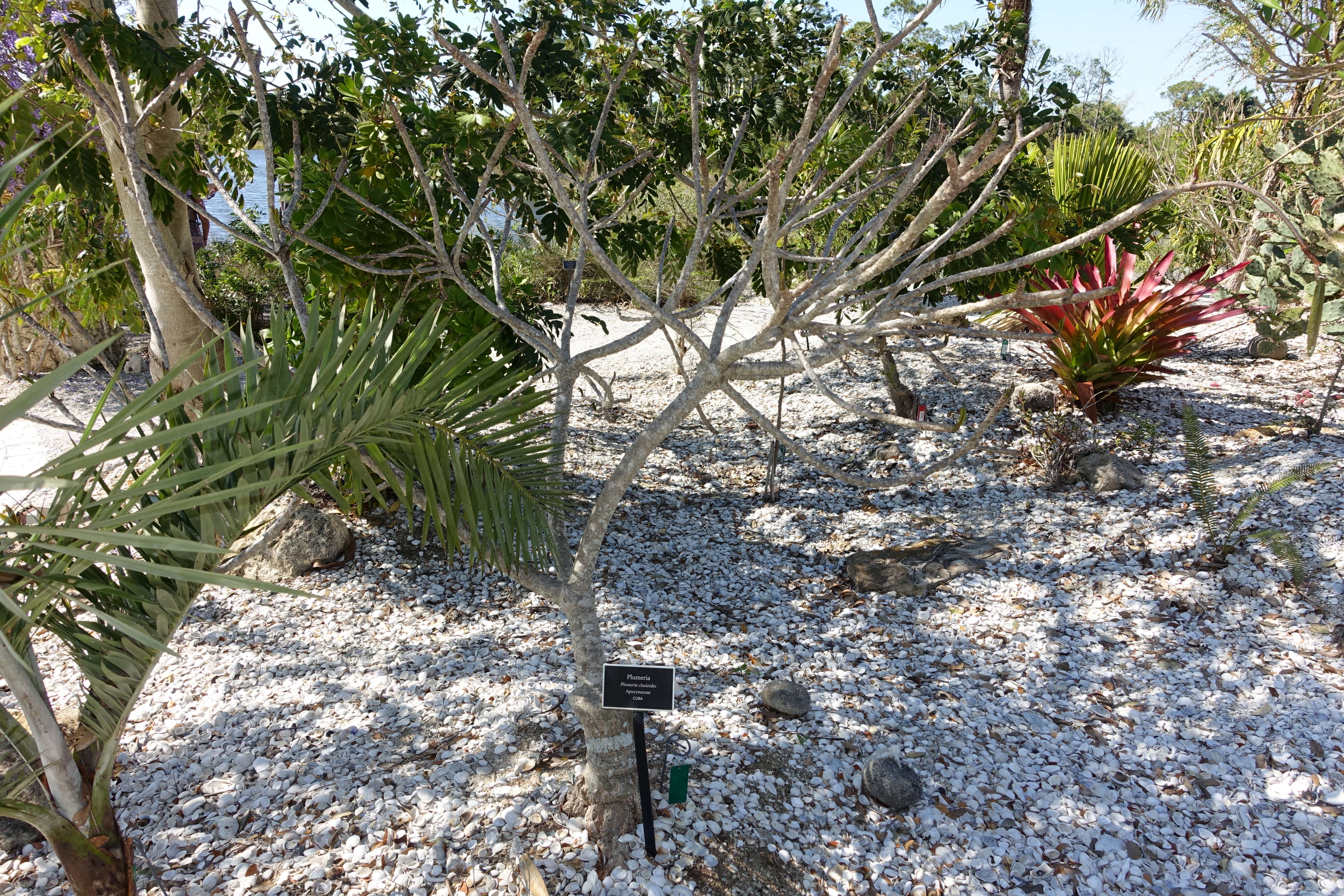 Image of Singapore graveyard flower