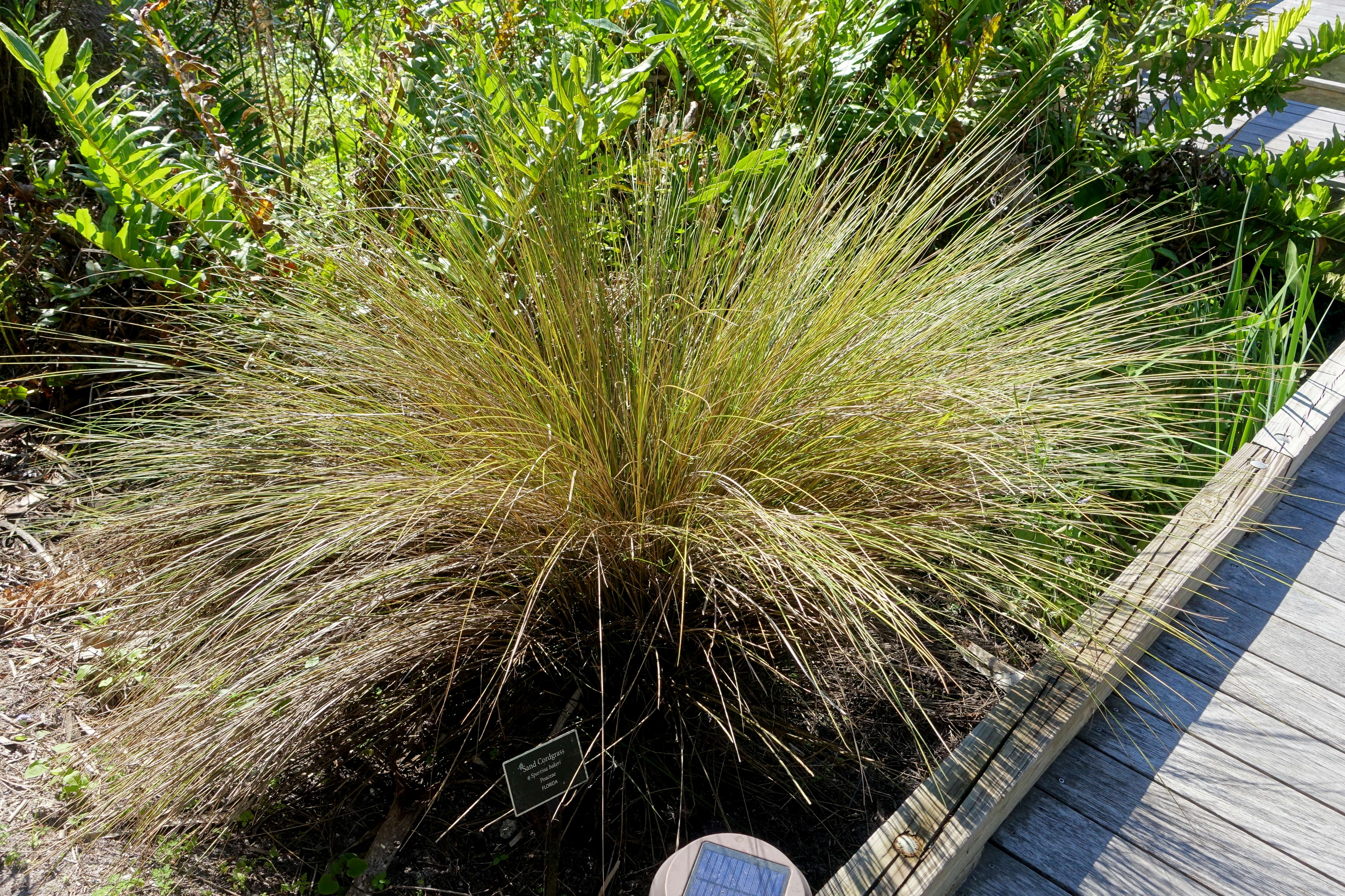 Image of Bunch Cord Grass