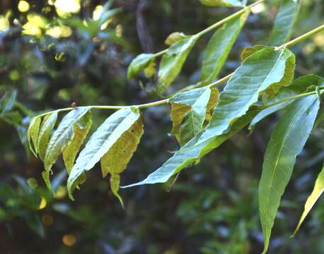 Image of Toona sinensis (A. Juss.) M. Roem.