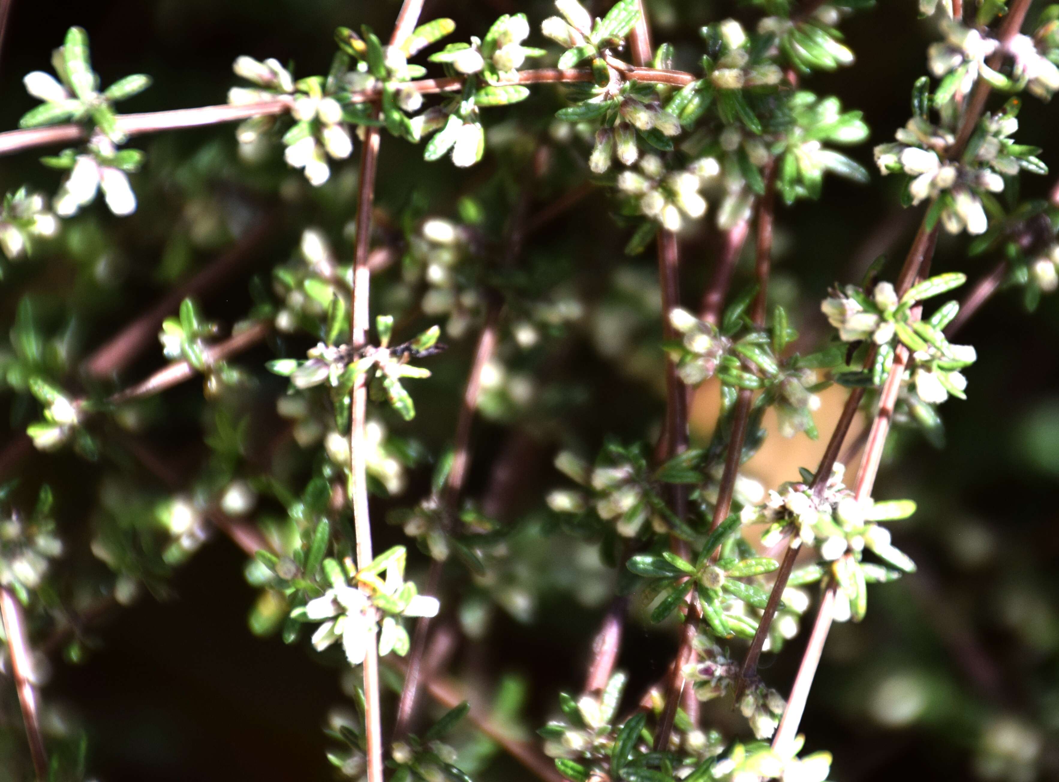 Imagem de Olearia bullata H. D. Wilson & P. J. Garnock-Jones