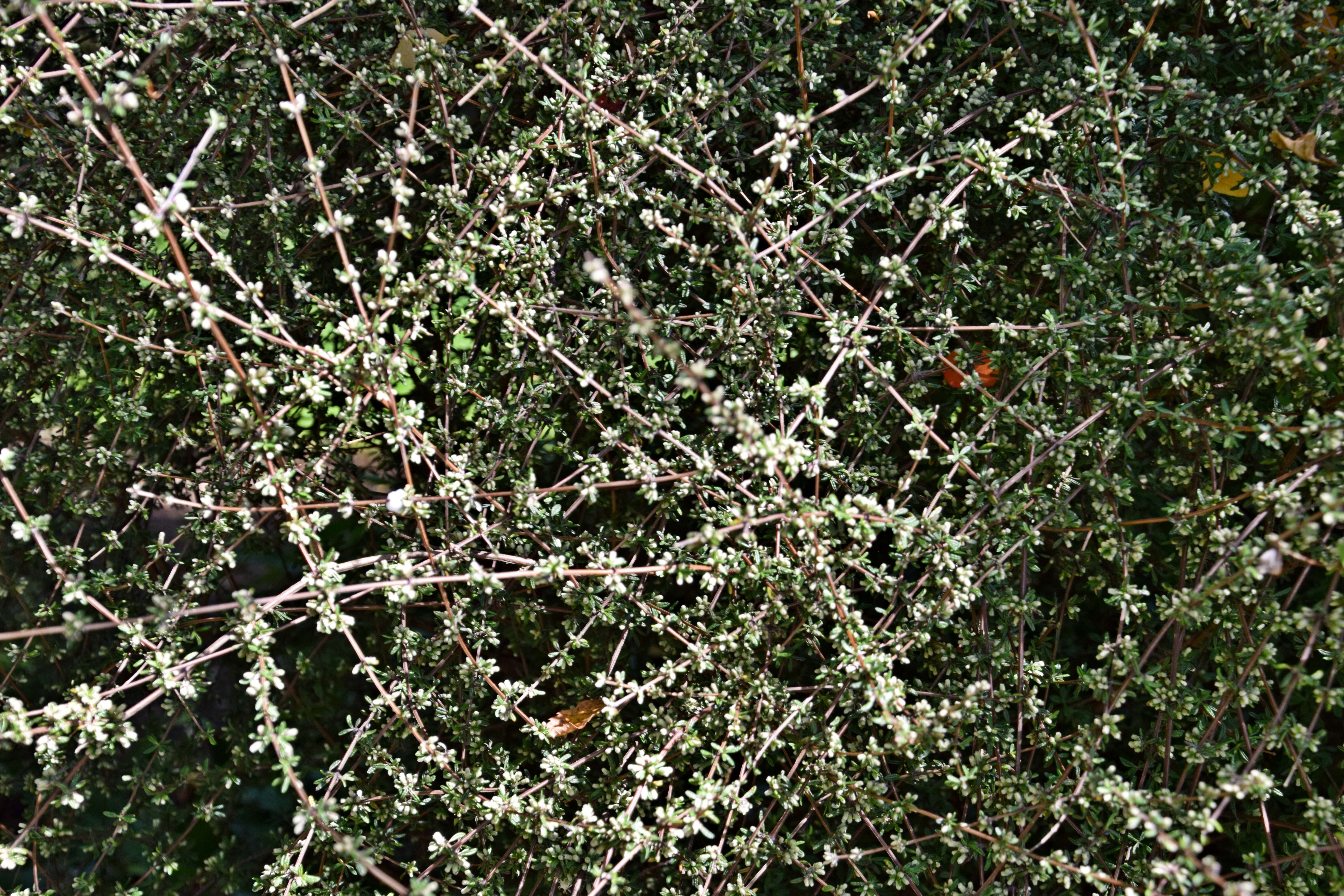 Imagem de Olearia bullata H. D. Wilson & P. J. Garnock-Jones