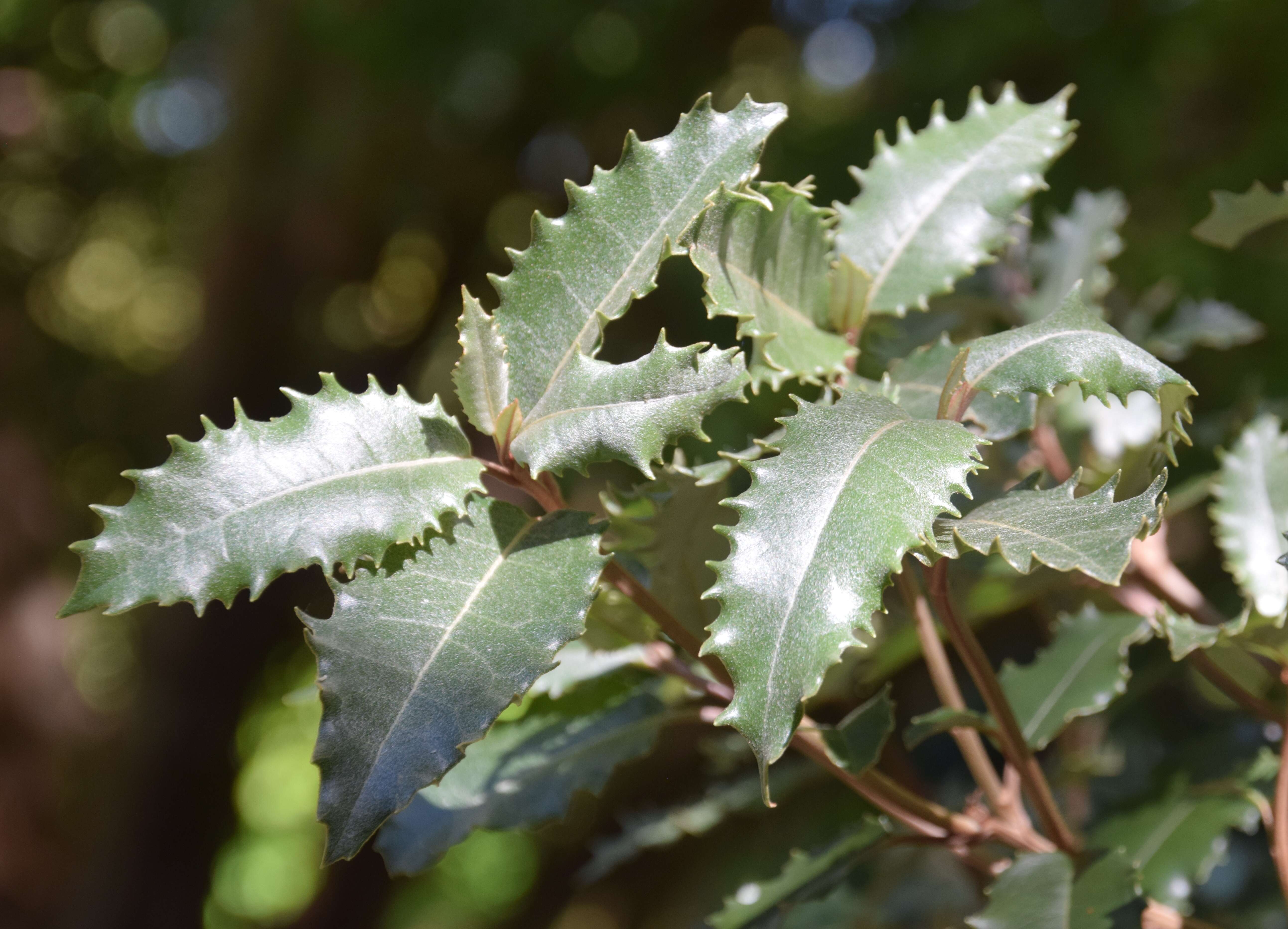 Olearia ilicifolia Hook. fil. resmi