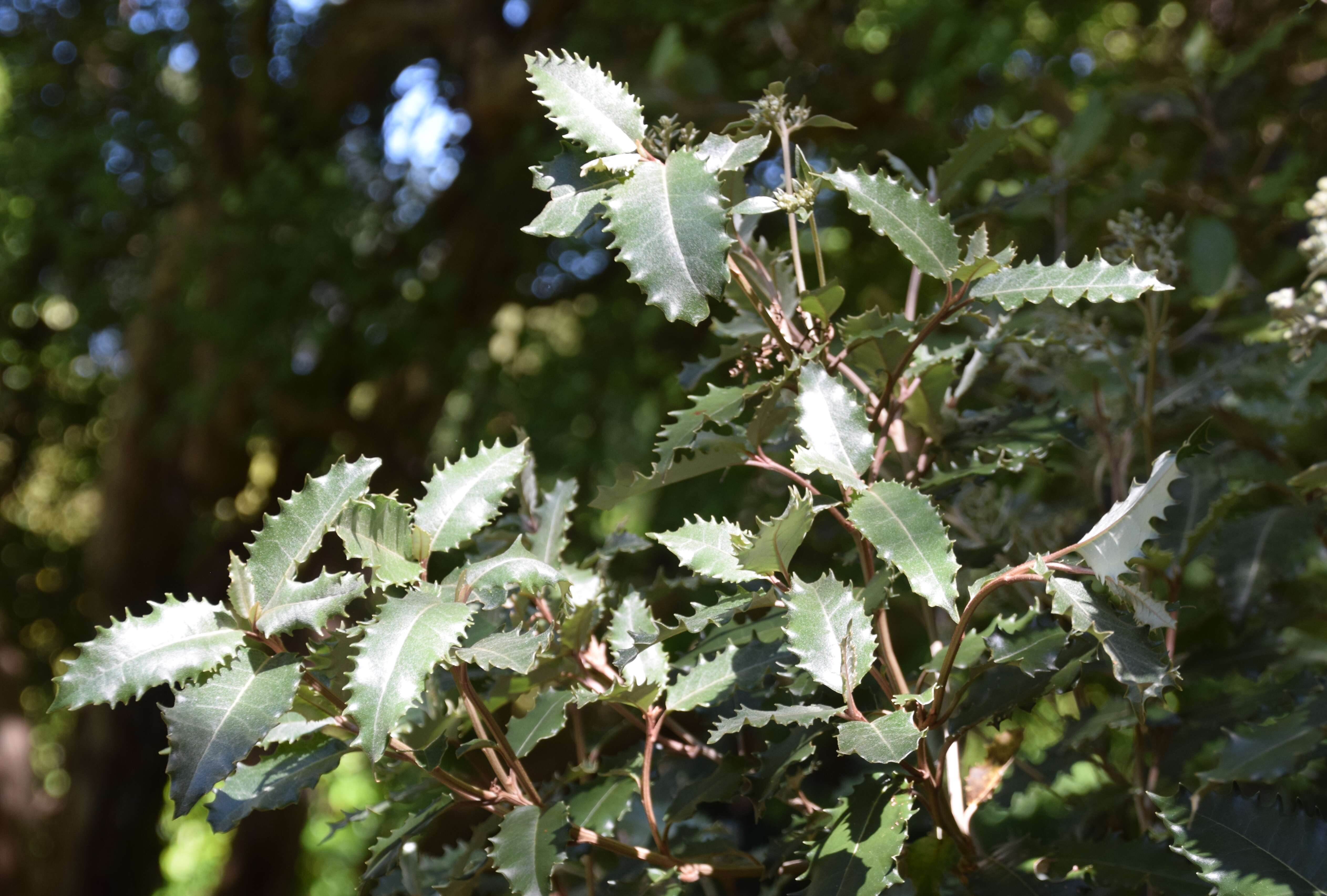 Olearia ilicifolia Hook. fil. resmi