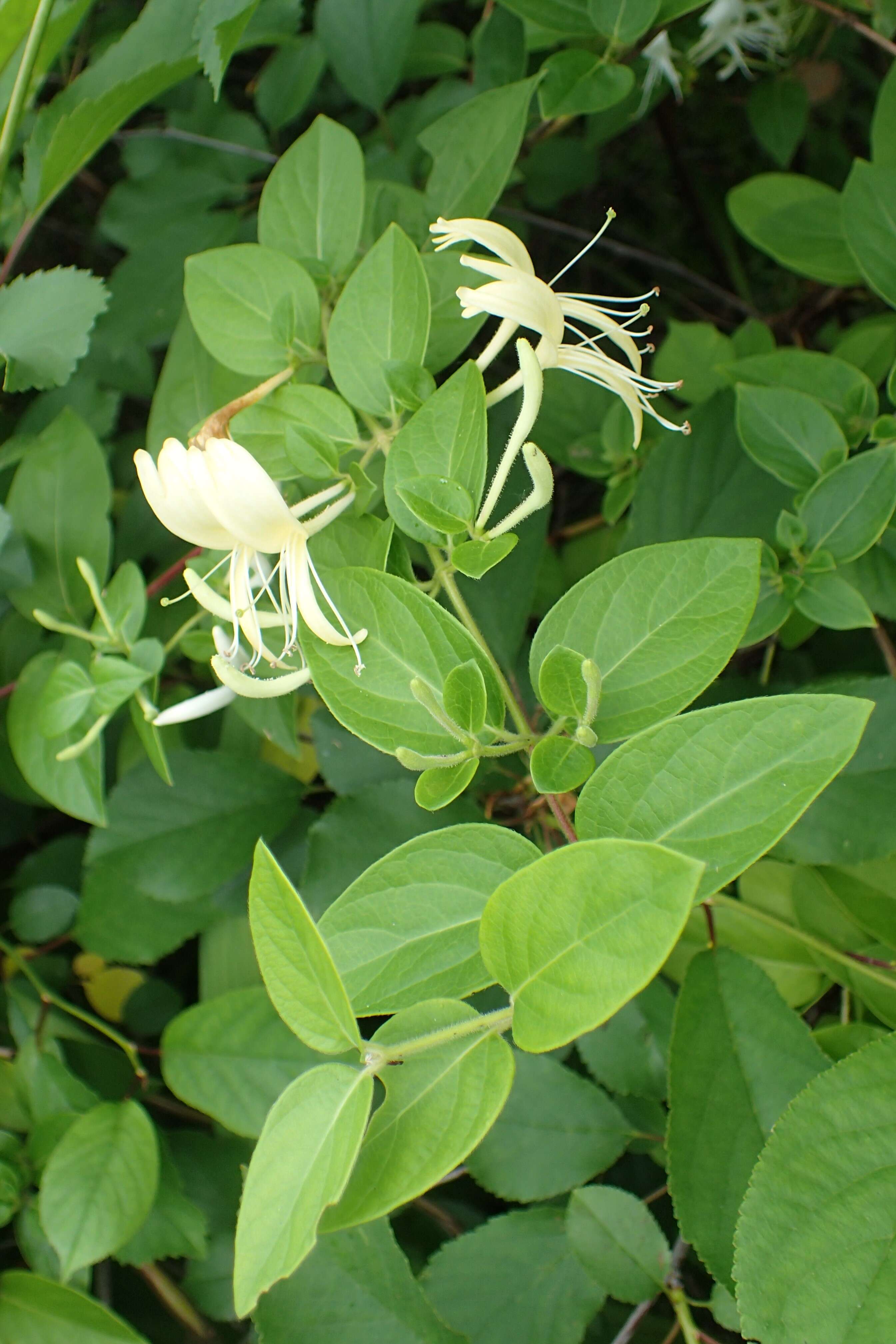 Imagem de Lonicera japonica Thunb.