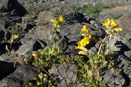 Image of Erythranthe guttata (DC.) G. L. Nesom