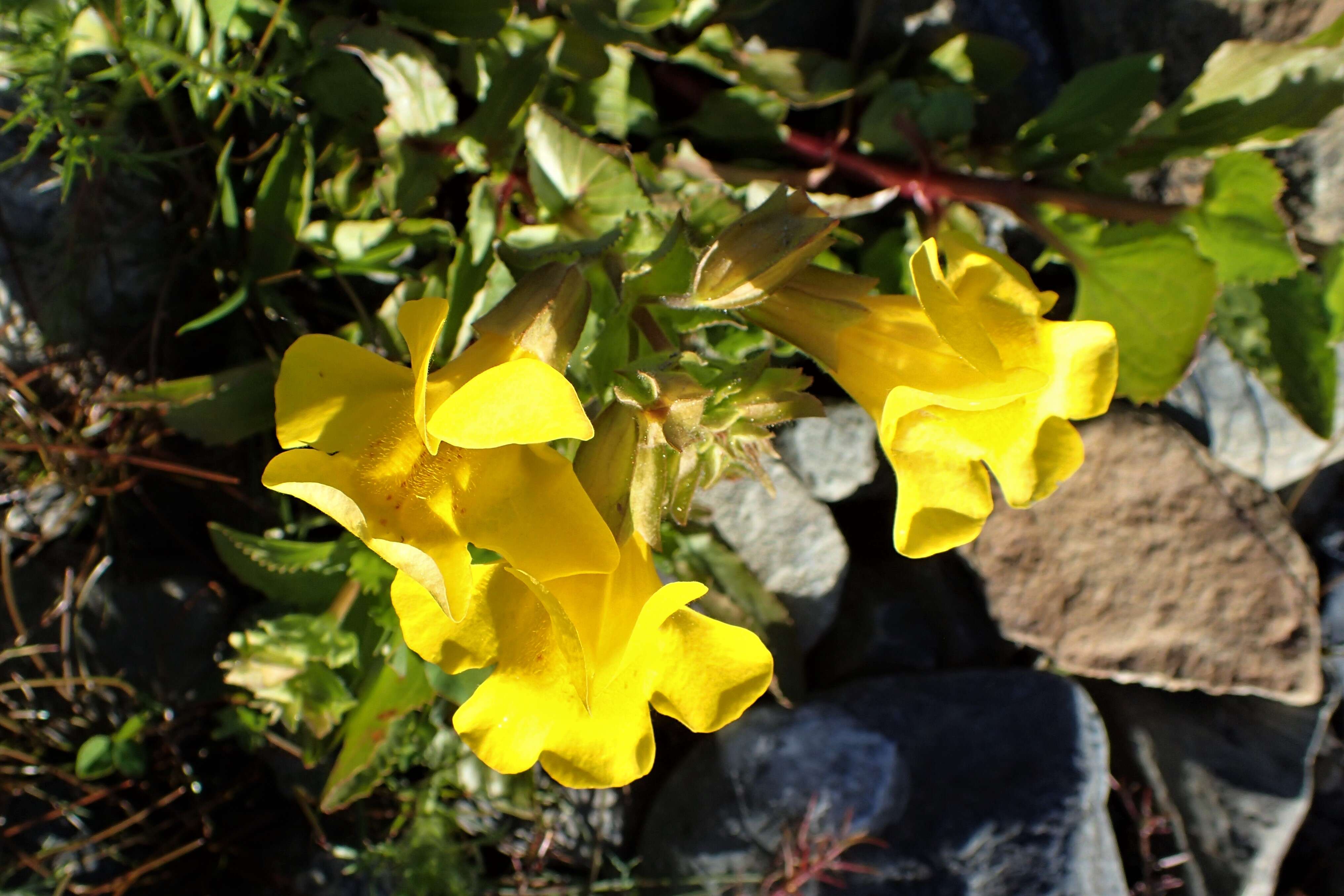 Image of Erythranthe guttata (DC.) G. L. Nesom