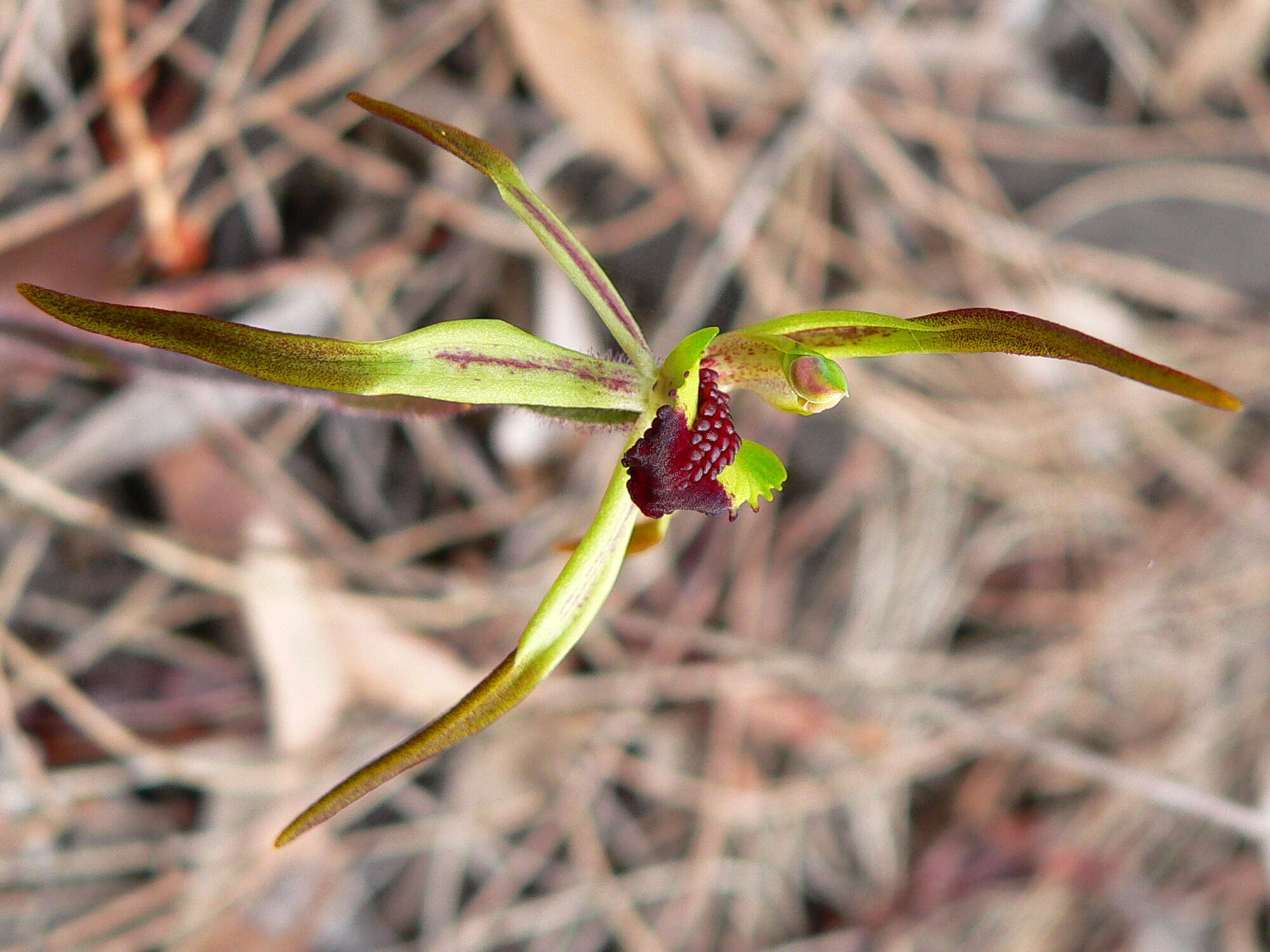 Image of Elythranthera