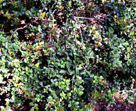 Image of Osmanthus delavayi Franch.