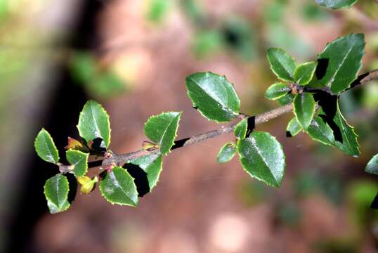 Image of Osmanthus delavayi Franch.