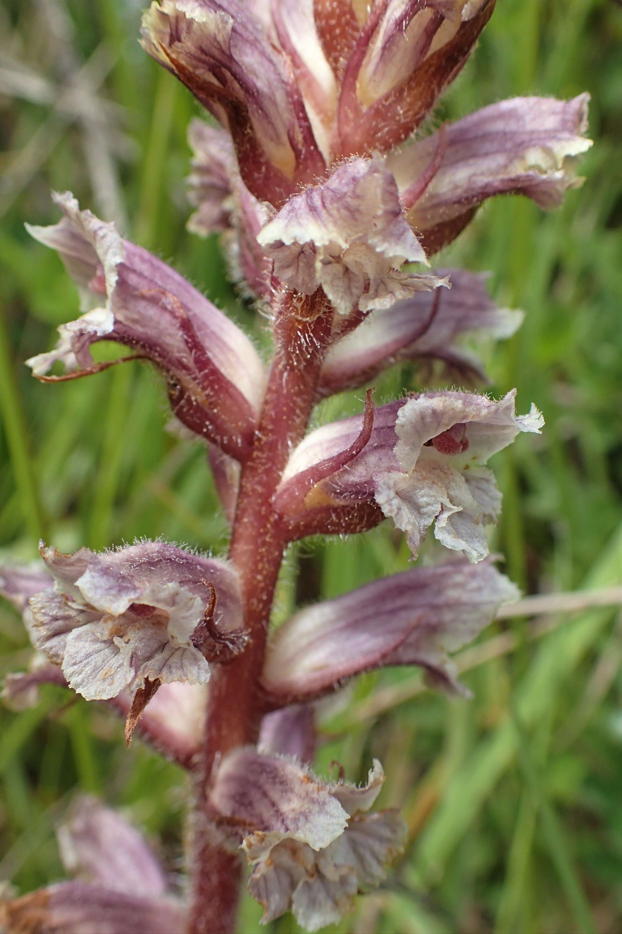 Image of clover broomrape