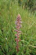 Image of clover broomrape