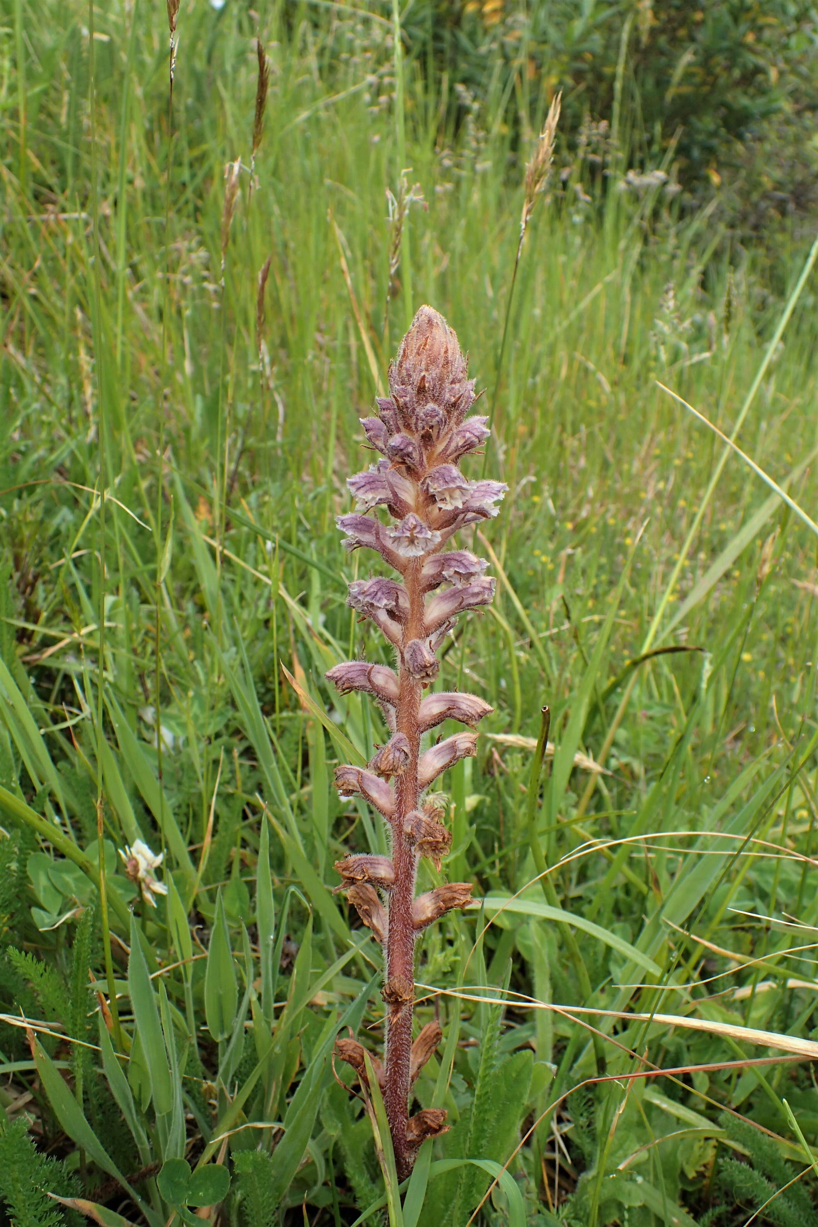 Image of clover broomrape