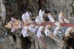 Image of clover broomrape