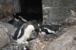 Image of Gentoo Penguin