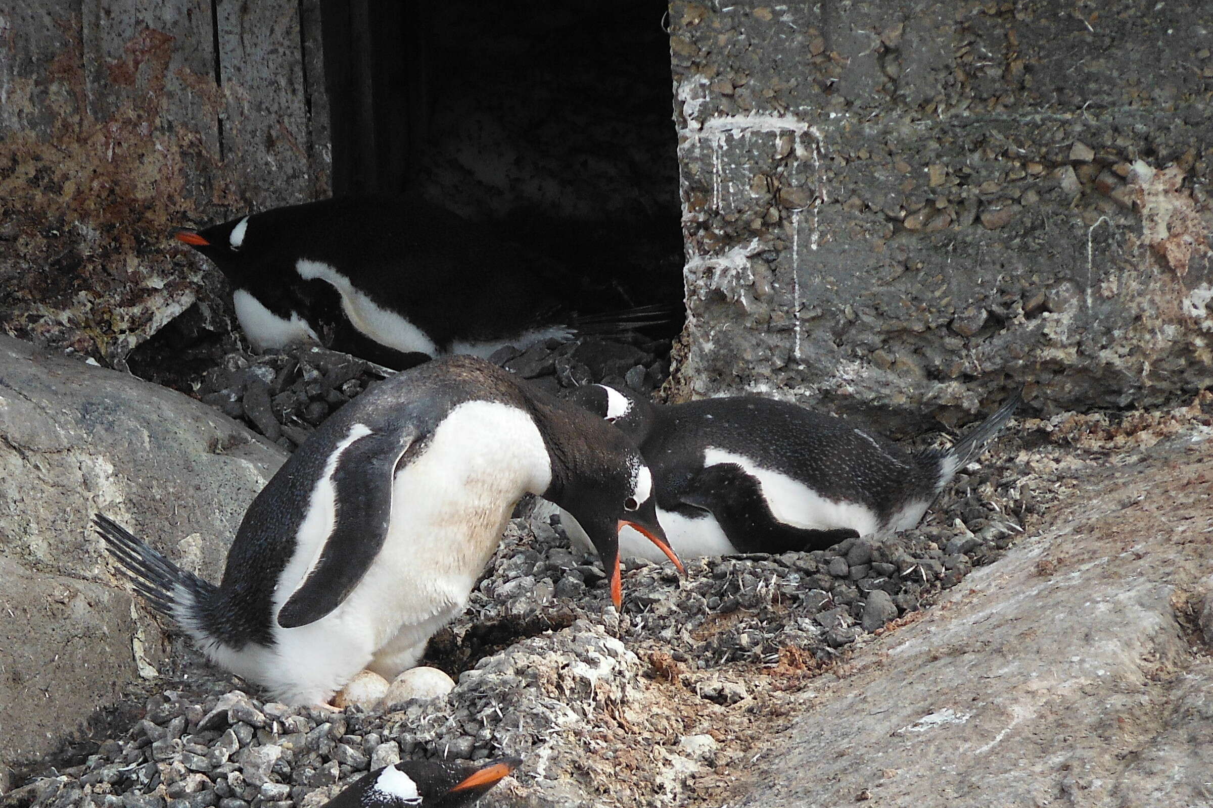 Image of Gentoo Penguin