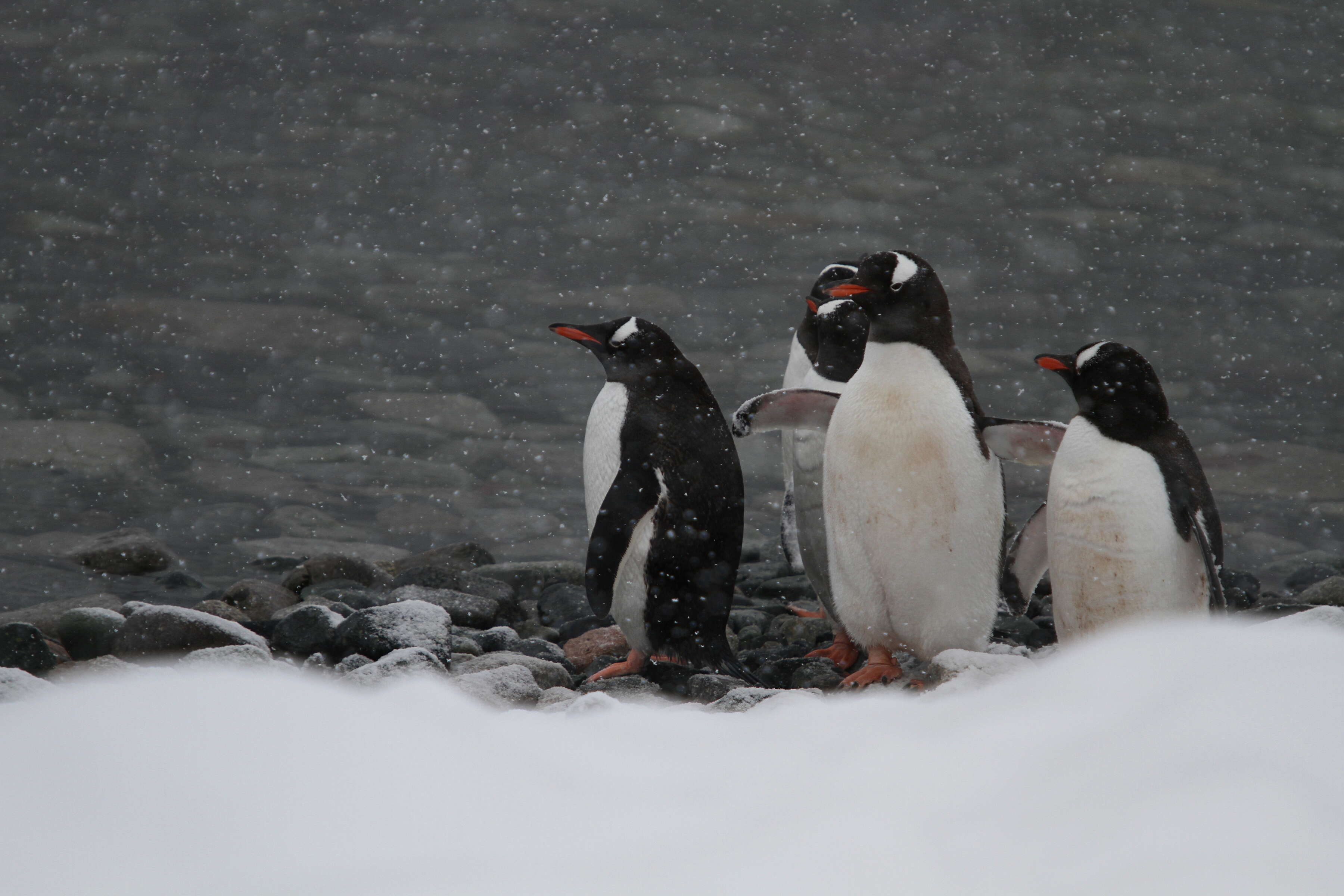 Image of Gentoo Penguin