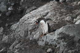 Image of Gentoo Penguin