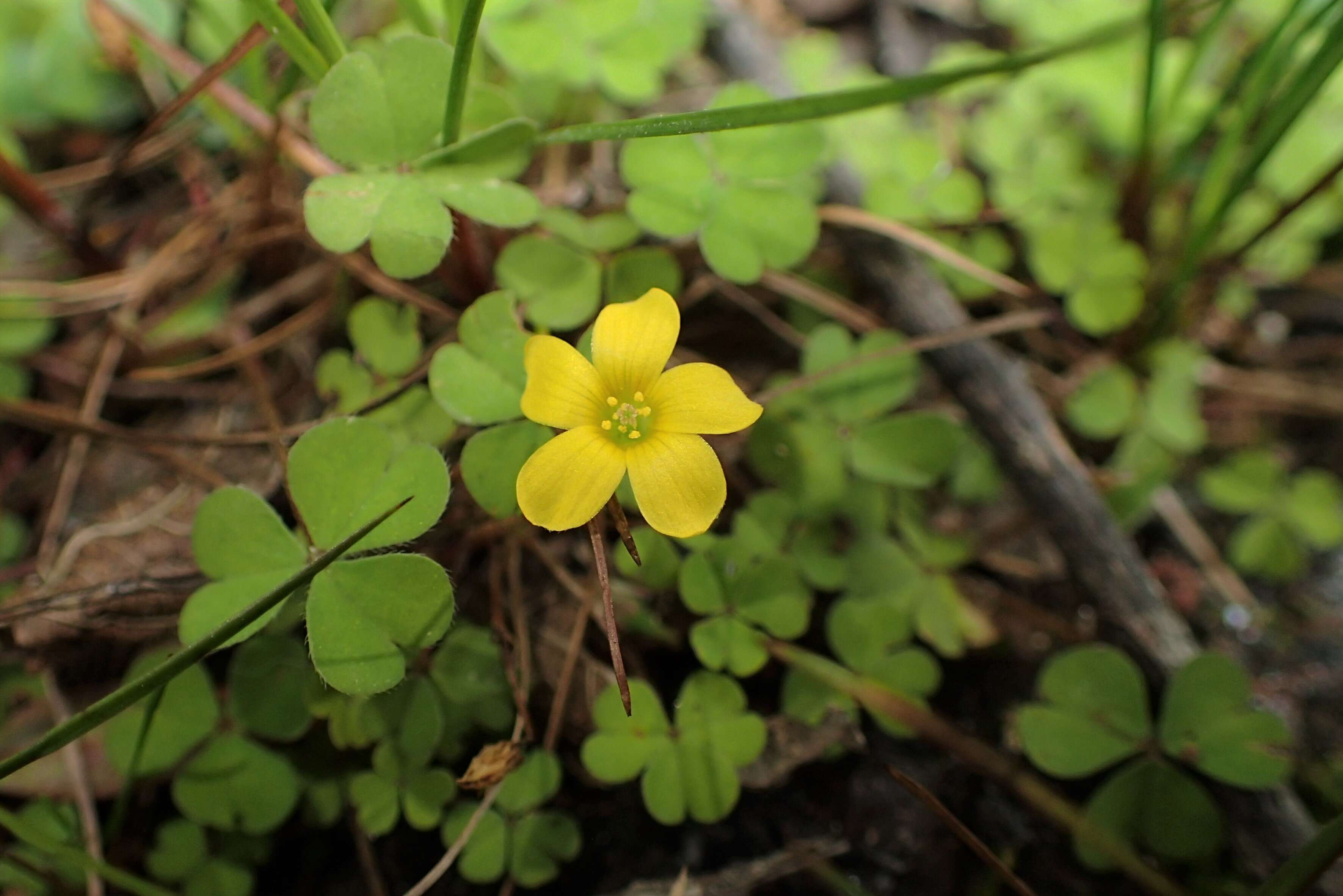 Image of shady woodsorrel