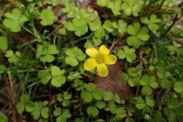 Image of shady woodsorrel