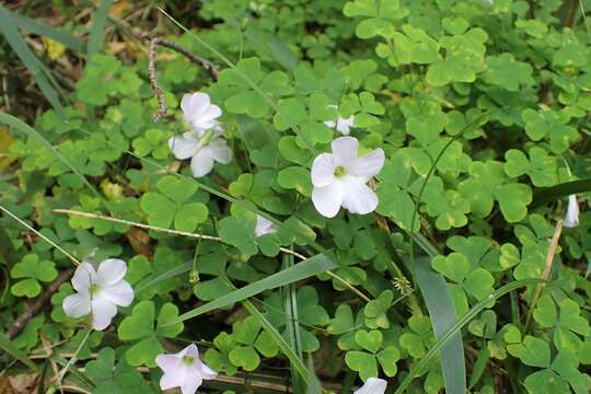 Image of Oxalis magellanica Forst.