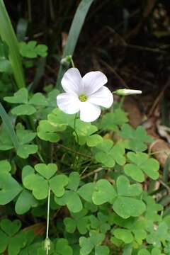 Image of Oxalis magellanica Forst.