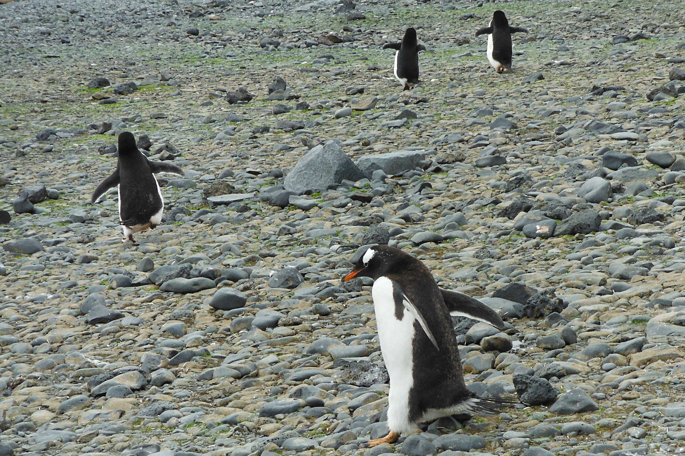 Image of Gentoo Penguin