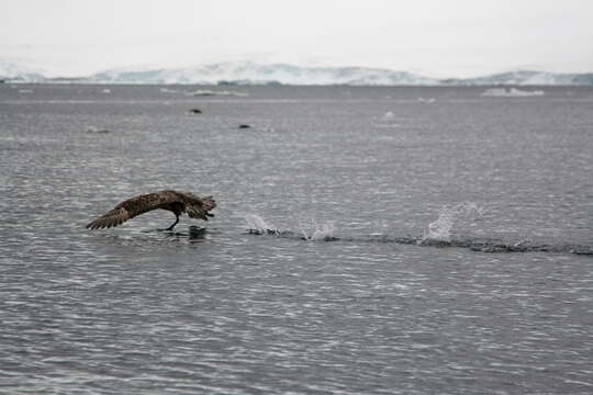 Image of Antarctic Giant-Petrel