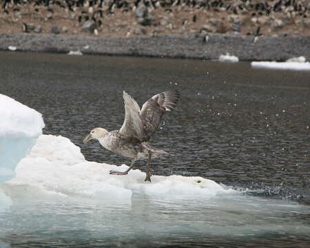 Image of Antarctic Giant-Petrel