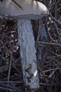 Image of snowy bolete