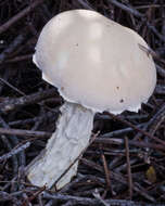 Image of snowy bolete