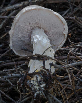 Image of snowy bolete